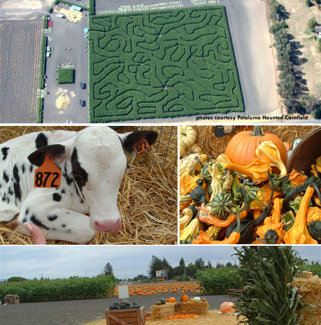 petaluma pumpkin patch